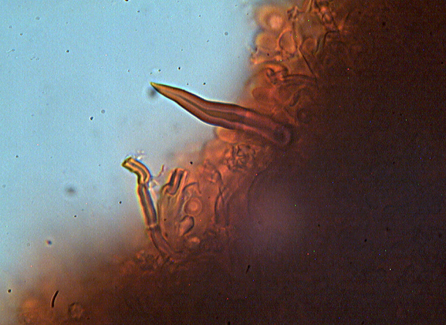 Altri funghi dal mio giardino